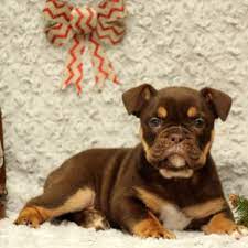 Welcome to our puppies for sale in pa page! Olde English Bulldogge Puppies For Sale Greenfield Puppies