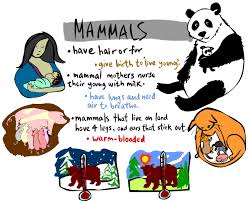 Kid S Corner Mammal Page Animal Classification Animal Groups Mammals