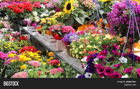 Some use fewer resources and have smaller environmental footprints. Many Flower Pots Sale Image Photo Free Trial Bigstock