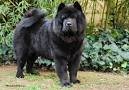 Amazon: black chow chow