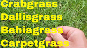 Augustine grass in florida, or on dichondra and carpet grass as serious lawn injury will result. Crabgrass Dallisgrass Bahiagrass Carpetgrass Identification And Control Youtube