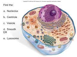 2 h in a bar…. Chapter 4 Cell Structure And Function Ppt Download