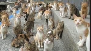 Pernahkah cat lovers melihat kucing mengigau ?. 76 Gambar Kucing Banyak Terbaik Gambar Pixabay