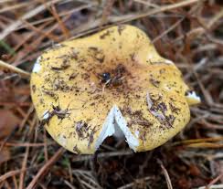 Image result for Russula perlactea