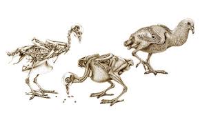 Http Apps Startribune Com Blogs User Images Jjwilliams 1358391672 Rockdoves Jpg Animal Drawings Birding Journal Pet Birds