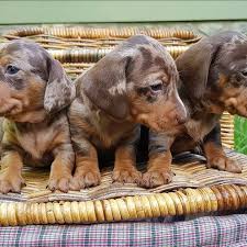 We are committed to finding forever homes for all of our rescue animals. Dachshund Puppies For Sale Near Me Craigslist