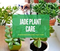 25+ fascinating facts about the environment that might surprise you. Jade Plant How To Grow And Care For Jade Plants Facts Growing Problems
