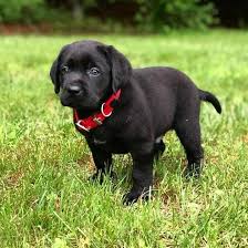 Akc lab puppies for sale in georgia. Akc Labrador Retriever Puppies For Sale Home Facebook