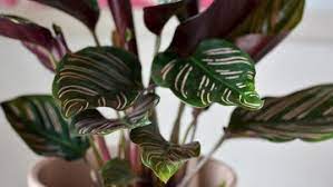 Bunga anthurium merupakan tanaman hias indoor yang menarik dan eksotis ketika bunganya sedang mekar.tetapi bukan hanya kecantikan dari tampilan tanaman ini saja, daun anthurium juga sangat efektif untuk menyedot zat amonia, formaldehida, toluena dan xilena.sehingga sangat baik bila kita meletakkannya di area yang terdapat alat elektronik, seperti komputer atau tv dalam ruangan. Daun Putih Hingga Ungu 7 Tanaman Hias Indoor Wajib Koleksi
