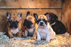 This is why we offer a lifetime health guarantee. From Brothels To Royals The Complicated Past Of The French Bulldog