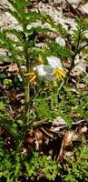 Image result for Solanum sisymbriifolium