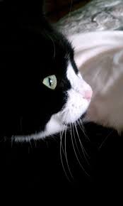 Black And White Cat With Pink Nose Tuxedo Cat Ke Ke Future Cat Lady White Cats White And Black Cat