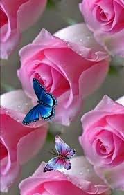 Pinned By Sherry Decker Rose Wallpaper Beautiful Rose Flowers Flower Phone Wallpaper