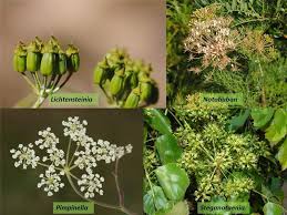 Image result for Apiaceae