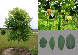 Image result for Mitragyna stipulosa