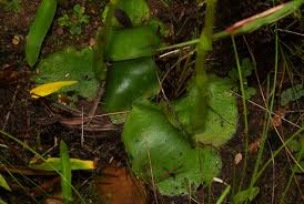 Image result for Satyrium orbiculare