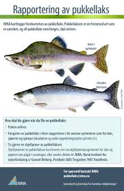 Maybe you would like to learn more about one of these? Pukkellaks