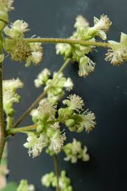 Image result for Tetracera bussei