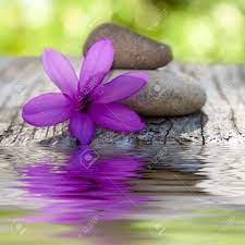 How many photos of peonies are there on flickr? Natural Flower With Stones And Water Stock Photo Picture And Royalty Free Image Image 20304502