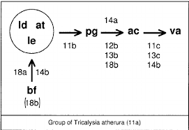 Image result for Sericanthe leonardii