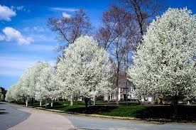 In fact, pear trees are famous for their ornamental beauty, whether they produce fruit or not. Cleveland Pear Tree Guide The Tree Center