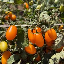 Image result for tomato Datterino