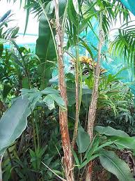 Image result for Distephanus biafrae