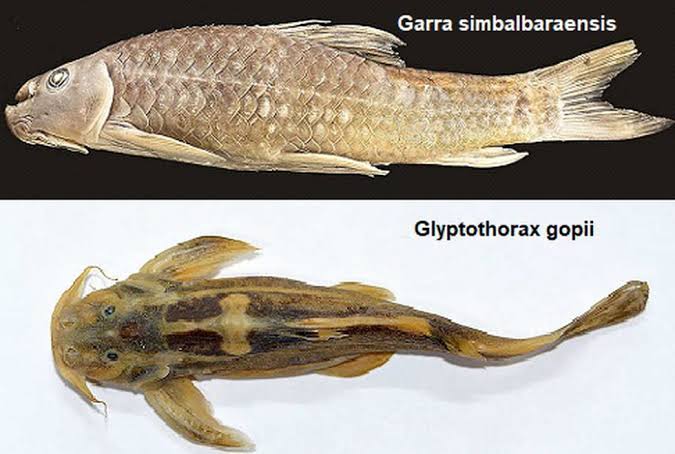 Image result for New species of freshwater fish found"