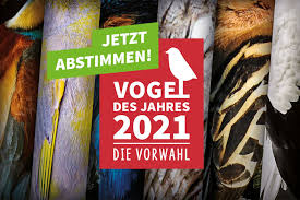 Botschafter für den erhalt von grossen alten bäumen. Vogel Des Jahres 2021 Offentliche Wahl Nabu