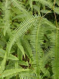 Image result for Pteris linearis