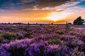 Pin On Nijverdal Sallandse Heuvelrug