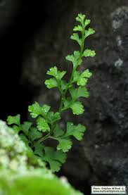 Image result for Anogramma