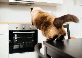 Keeping cats off counter tops? 7 Essential Oils To Keep Cats Off Counters Complete Guide