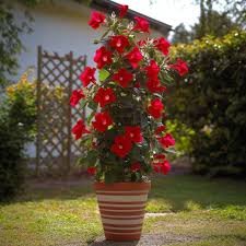 Image result for dipladenie hybrida rio obrázek