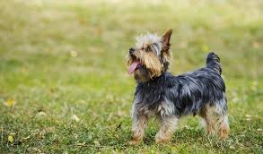 1 deciding whether to breed your yorkie. Yorkshire Terrier Dog Breed Information