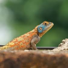 Image result for Crepidorhopalon namuliensis