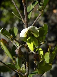 Image result for Crotalaria pallida