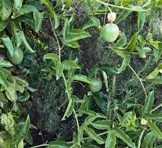 See full list on bhg.com.au How To Grow Passion Fruit Tastylandscapetastylandscape