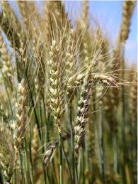 Common bunt of wheat - AGES