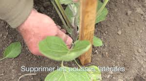 Aubergines Youtube