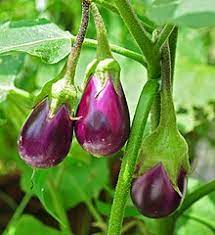 ▸ popular adjectives describing eggplant. Eggplant Wikipedia