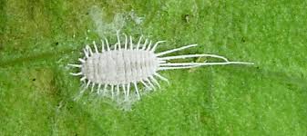 If the bugs start to become more prominent, the chances of the plant dying due to these bugs increases. Mealybugs A Complete Guide To This Lawn Pest Abc Blog