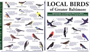 Local Birds Of Central Florida Priority Bird Species Bird Identification Backyard Birds Bird Species