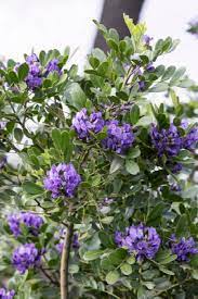 Laurel tree with purple flowers texas. Texas Mountain Laurel