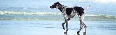 Maybe you would like to learn more about one of these? Falmouth Animal Hospital Veterinary Services