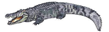 How To Draw A Crocodile - A Fun And Easy Crocodile Drawing Tutorial