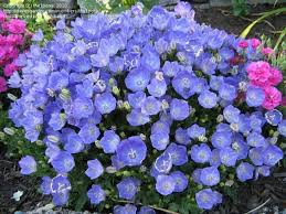 Bloom For Apr 5 2012 Carpathian Harebell Campanula Carpatica Pearl Deep Blue Photo By The1pony Bloom Campanula Campanula Flowers