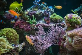 Can be used above and below water not harmful to corals or fish attachment of corals, columns, reef structures, etc. How To Aquascape A Saltwater Aquarium Aquatic Dreams Clearfield