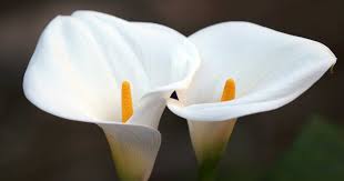 You can grow calla lily outdoors as a border plant, but also indoors in containers. Caring For Calla Lilies Growing Calla Lily Fertilizer Bulbs Pests