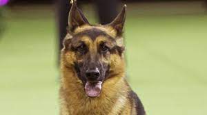 2017 wkc dog show winners. Westminster Dog Show 2017 Breed Results Winners Best In Show Sporting News